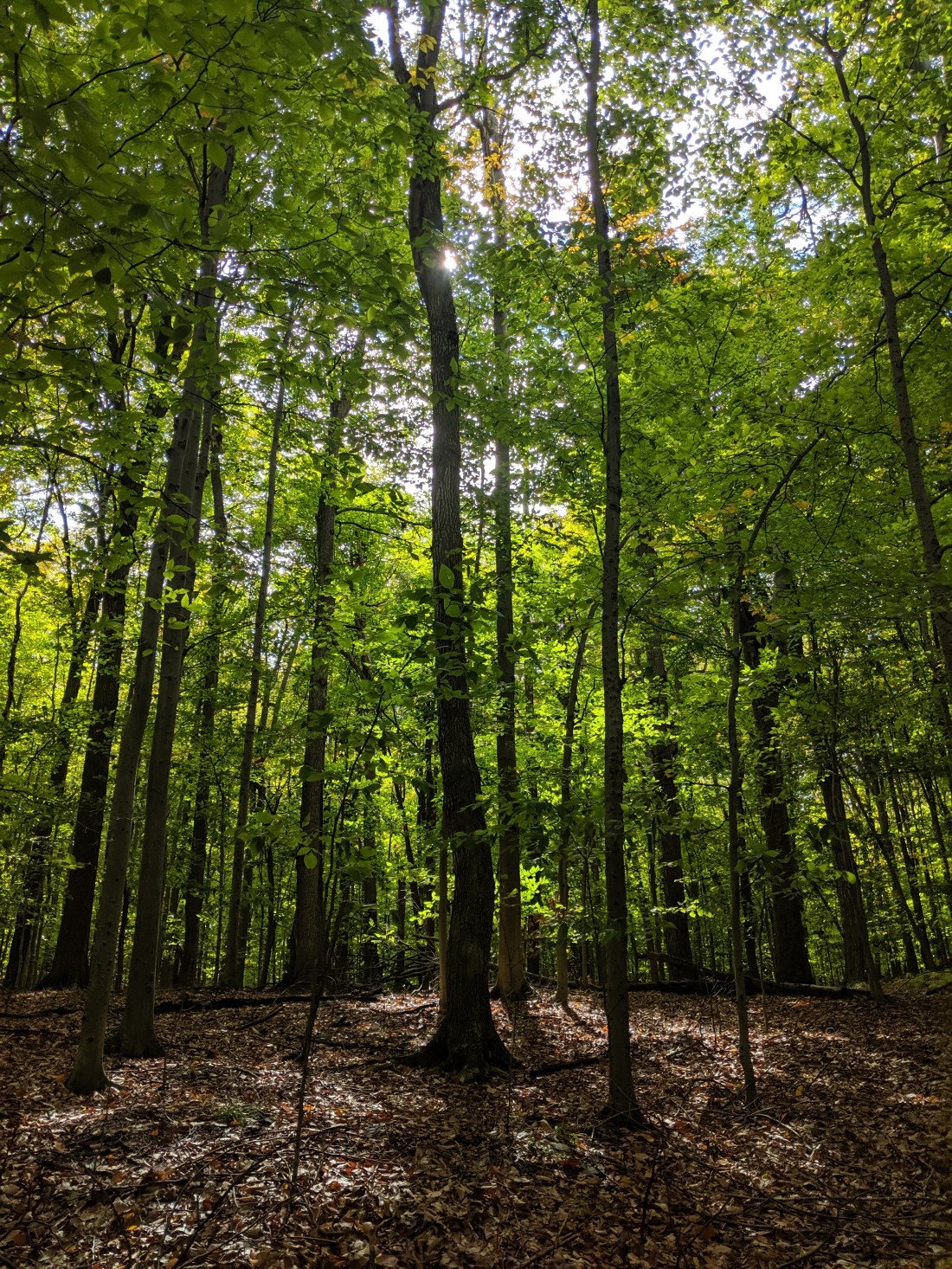 Lost in the woods.jpg