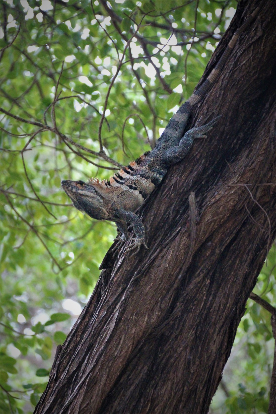 Our Beach Club Iguana